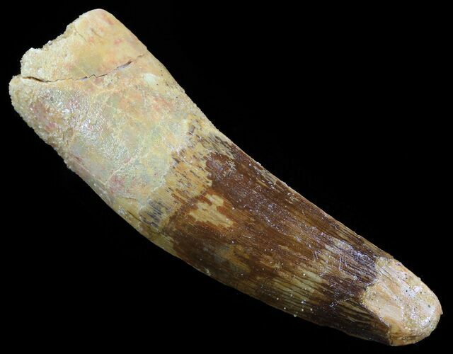 Spinosaurus Tooth - Real Dinosaur Tooth #52104